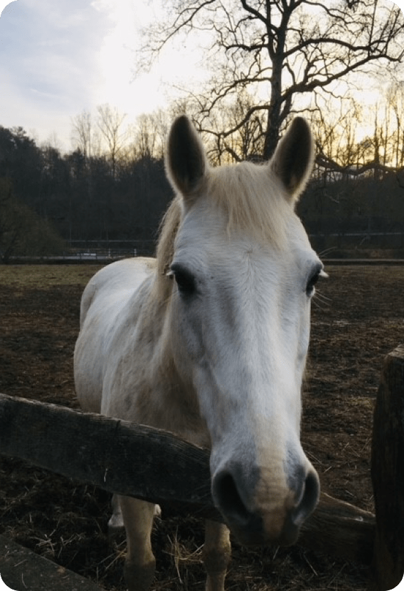 Horse Behind a Fence